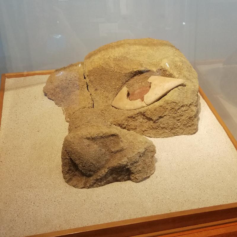 Île de Pâques : musée ; oeil de Moai